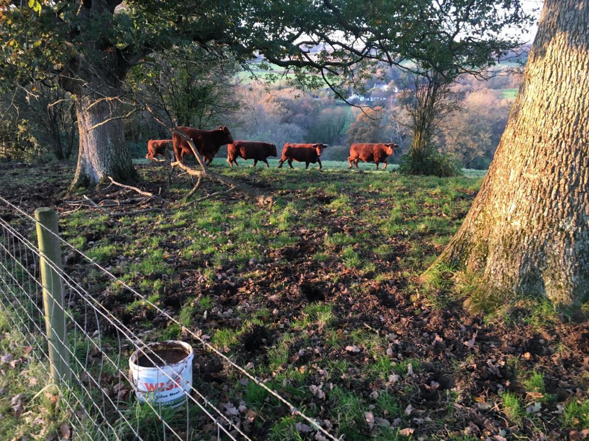 Higher Biddacott Farm Chittlehampton Buitenkant foto